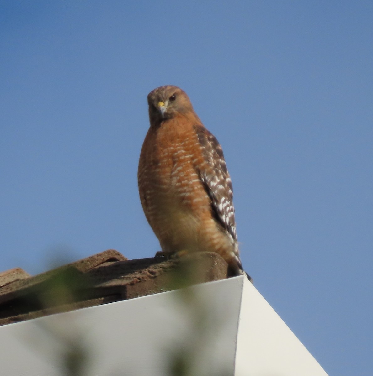 Red-shouldered Hawk (elegans) - ML646297453
