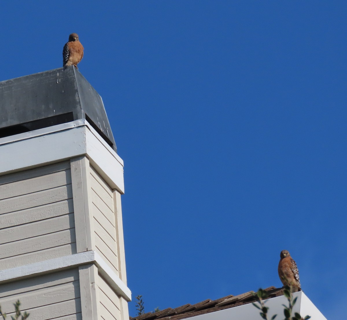 Red-shouldered Hawk (elegans) - ML646297454
