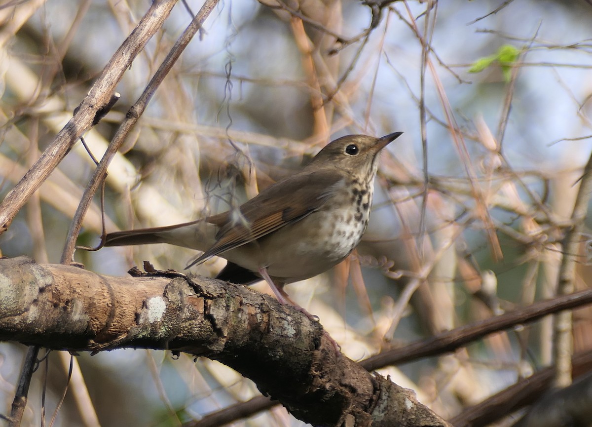 Tordo di Pallas - ML646297455