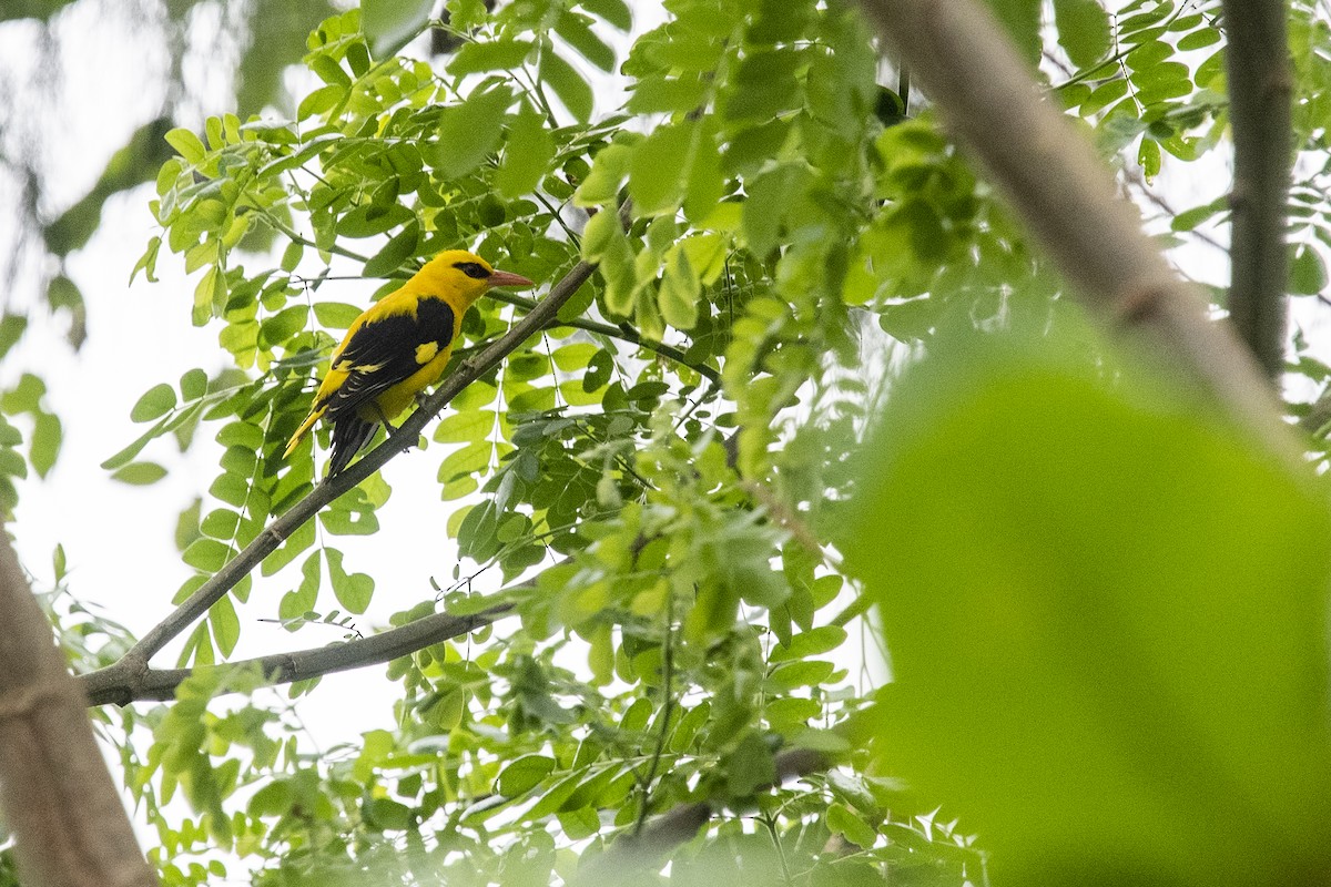Indian Golden Oriole - ML646297456