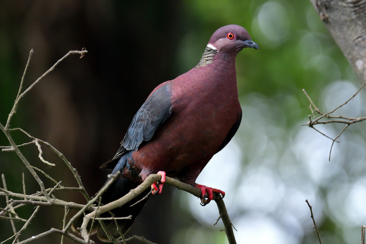Pigeon du Chili - ML646297457