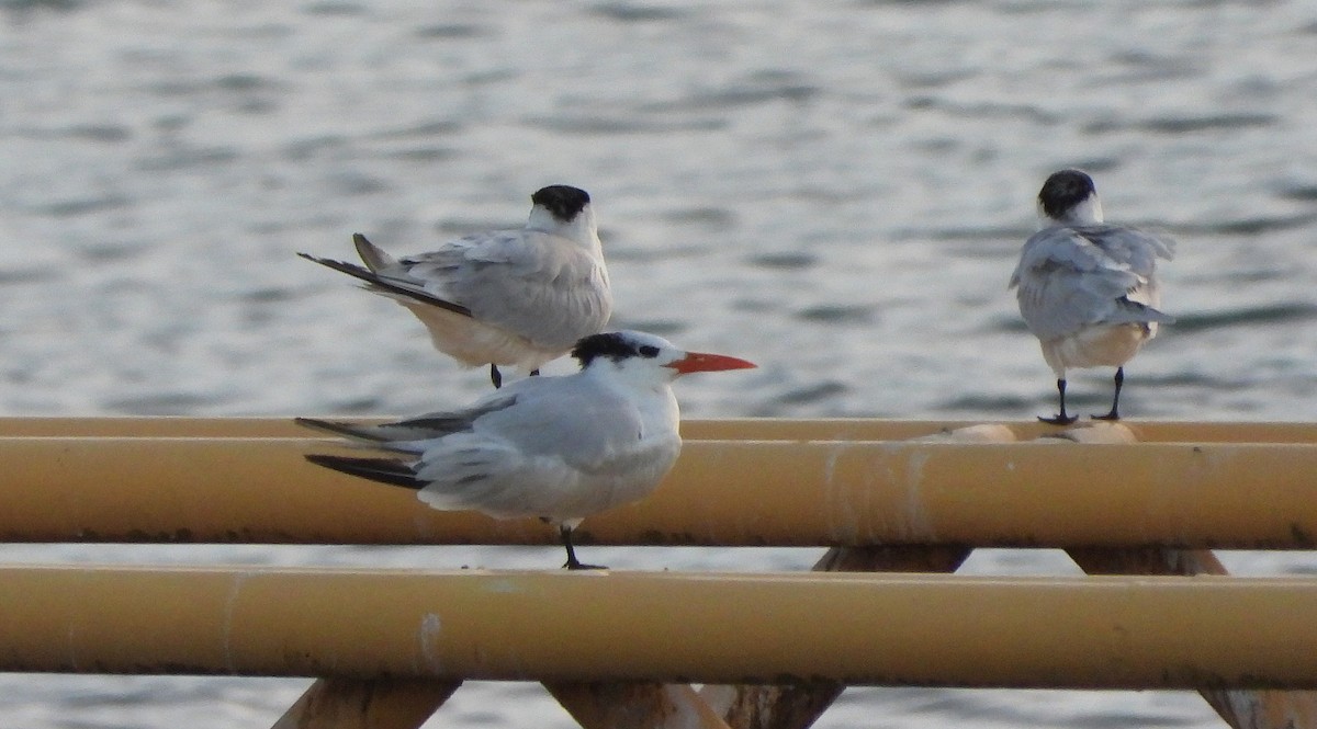Royal Tern - ML646297461