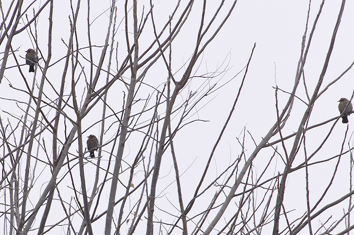 Red-winged Blackbird - ML646297462