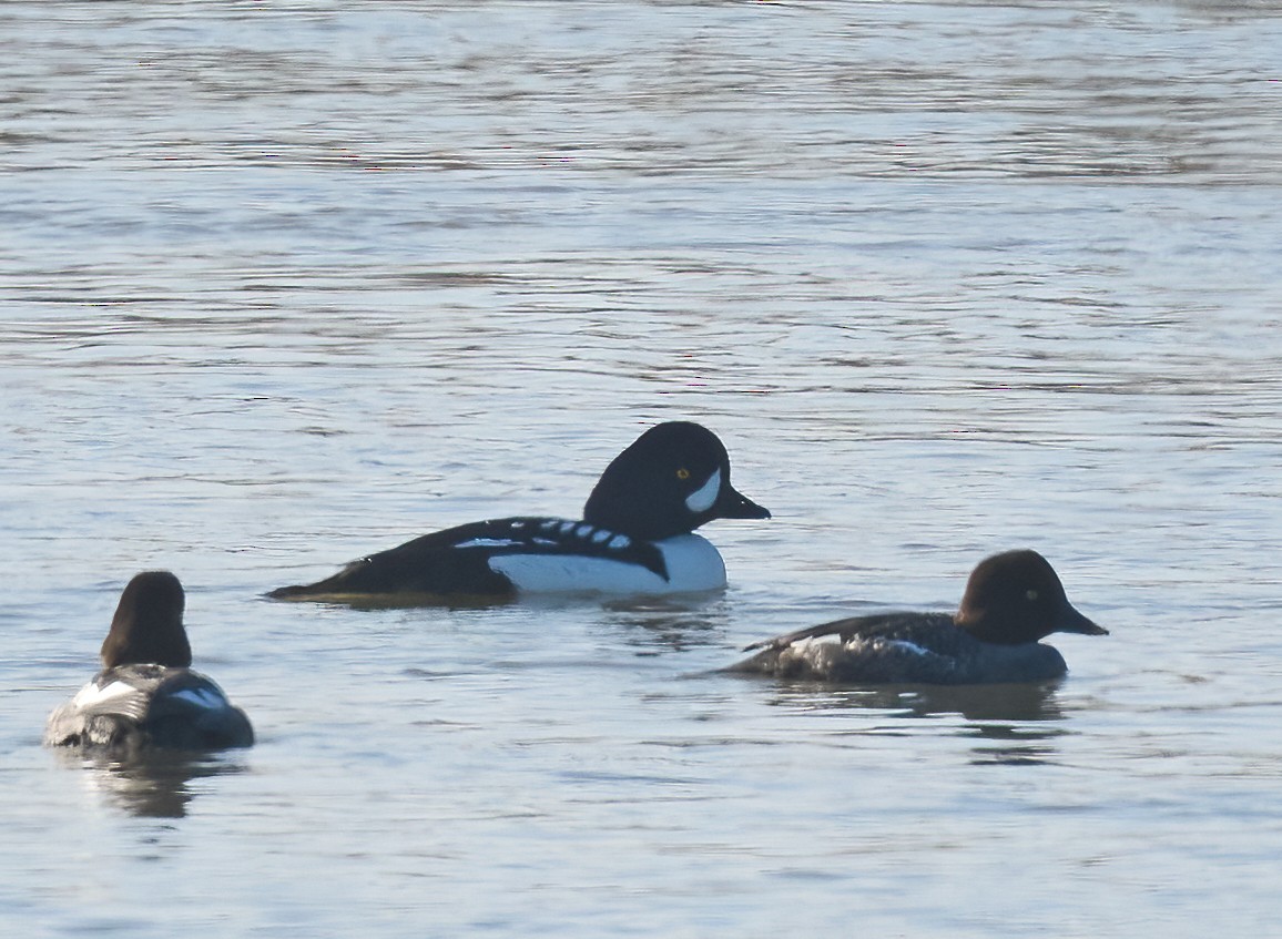 キタホオジロガモ - ML646297463