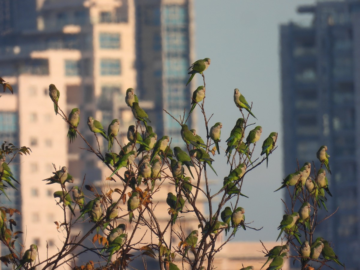 Mönchssittich - ML646297465