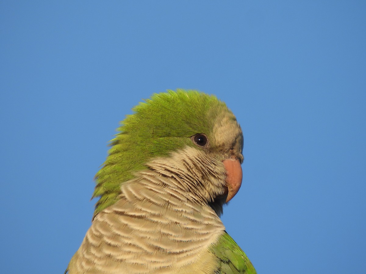 Mönchssittich - ML646297466