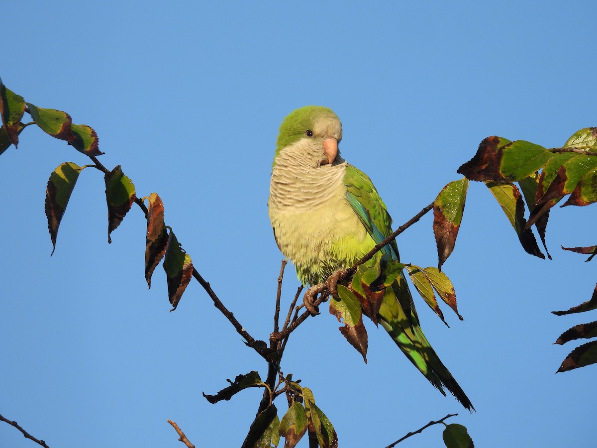 Mönchssittich - ML646297467