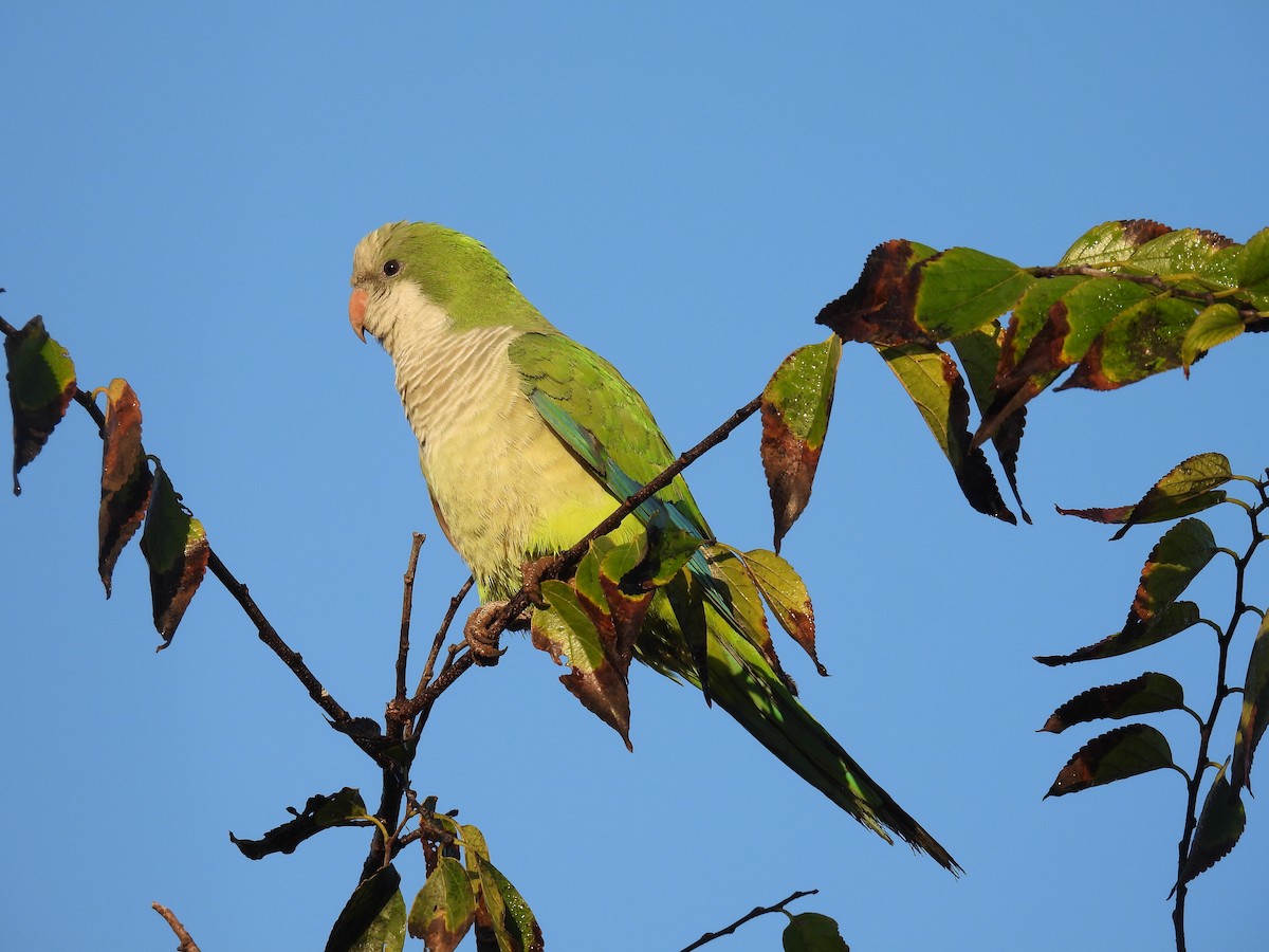 Mönchssittich - ML646297468