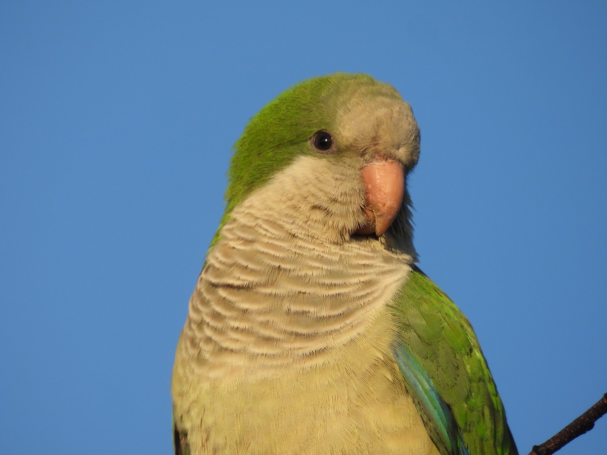 Mönchssittich - ML646297469