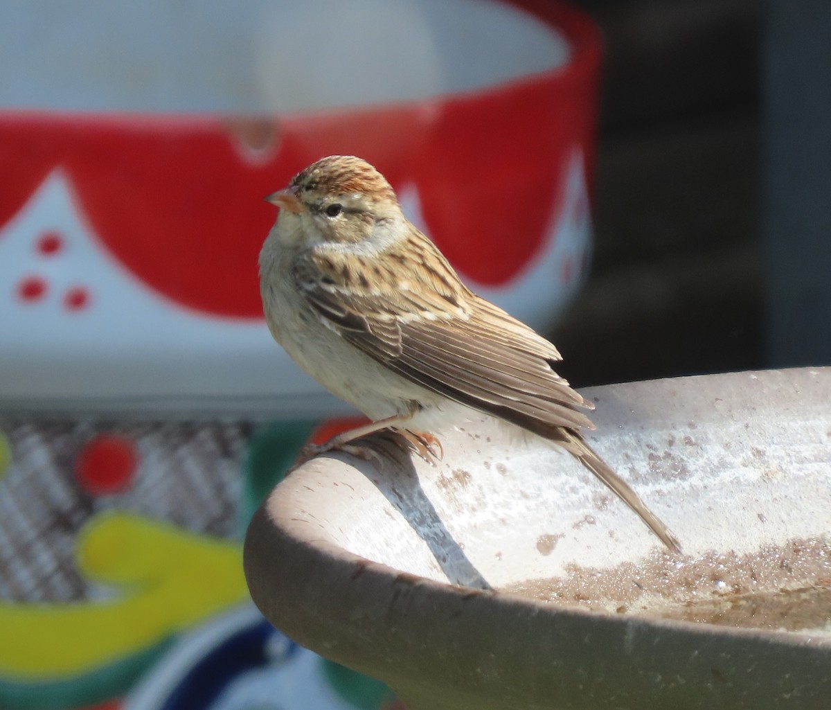 Chipping Sparrow - ML646297470