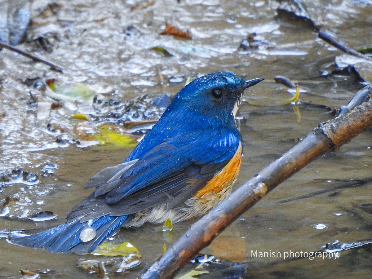 Himalayan Bluetail - ML646297471