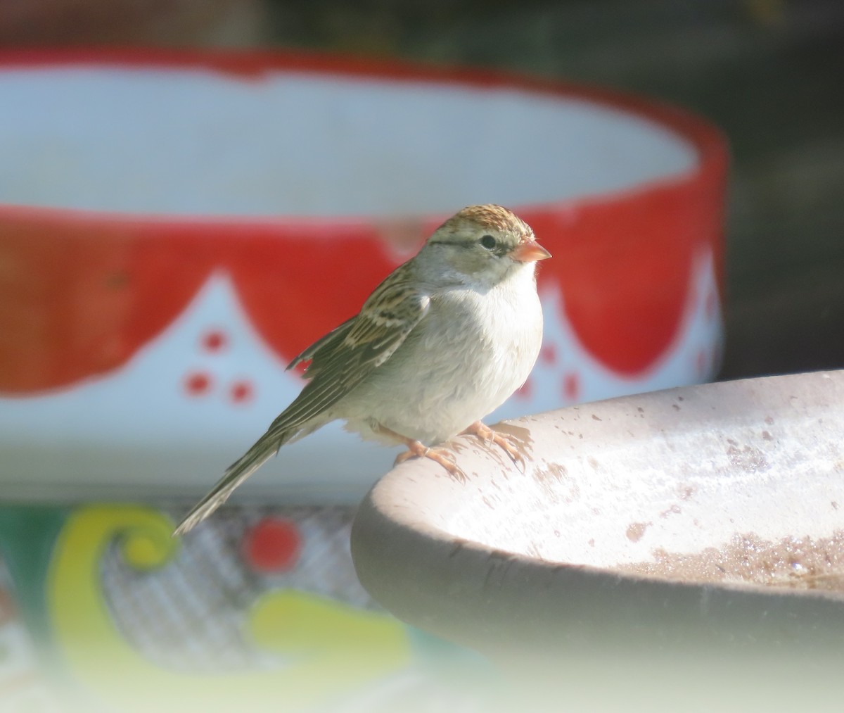 Chipping Sparrow - ML646297472