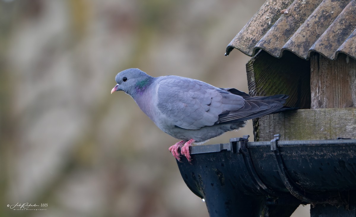 Stock Dove - ML646297473
