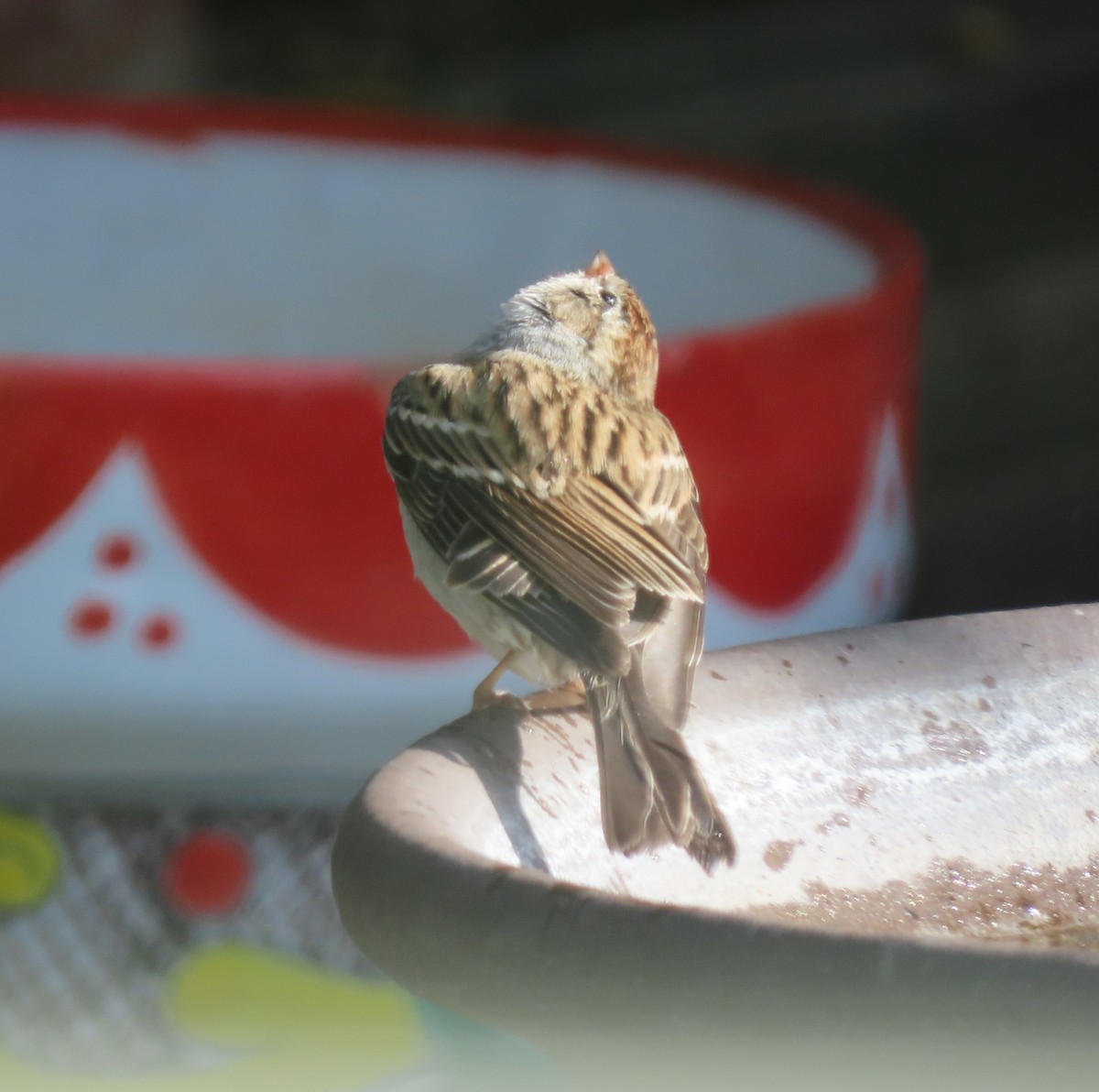 Chipping Sparrow - ML646297474