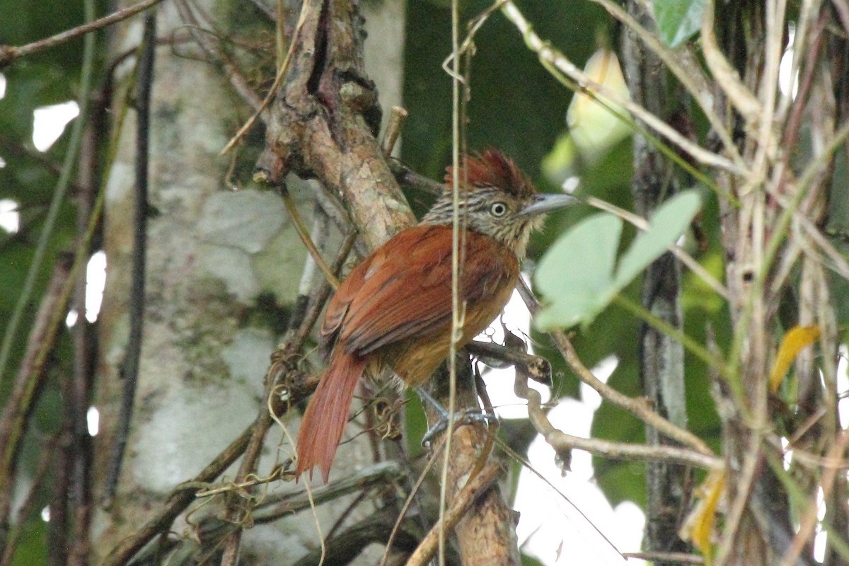 Barred Antshrike - ML646297475