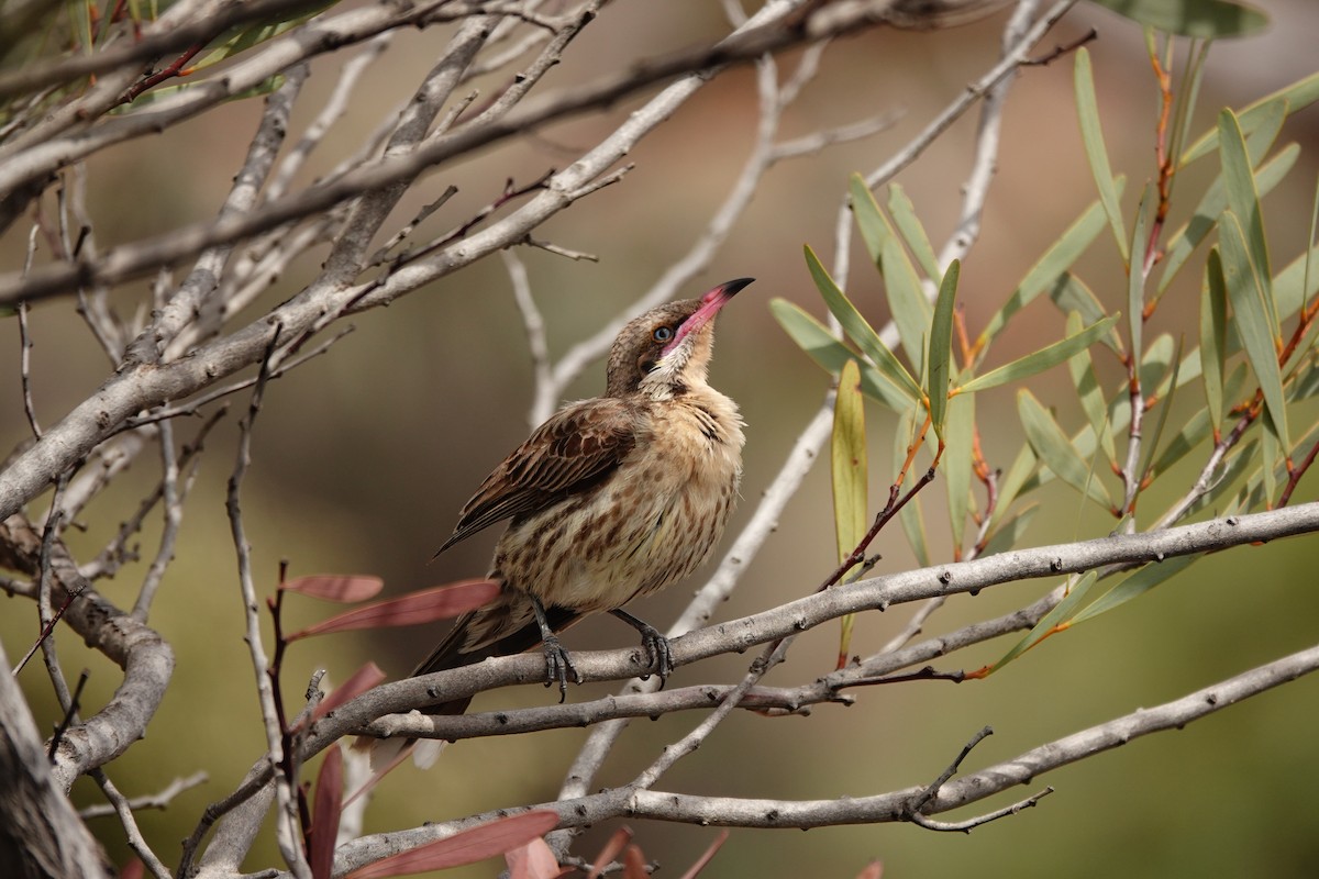 Diken Yanaklı Balkuşu - ML646297477