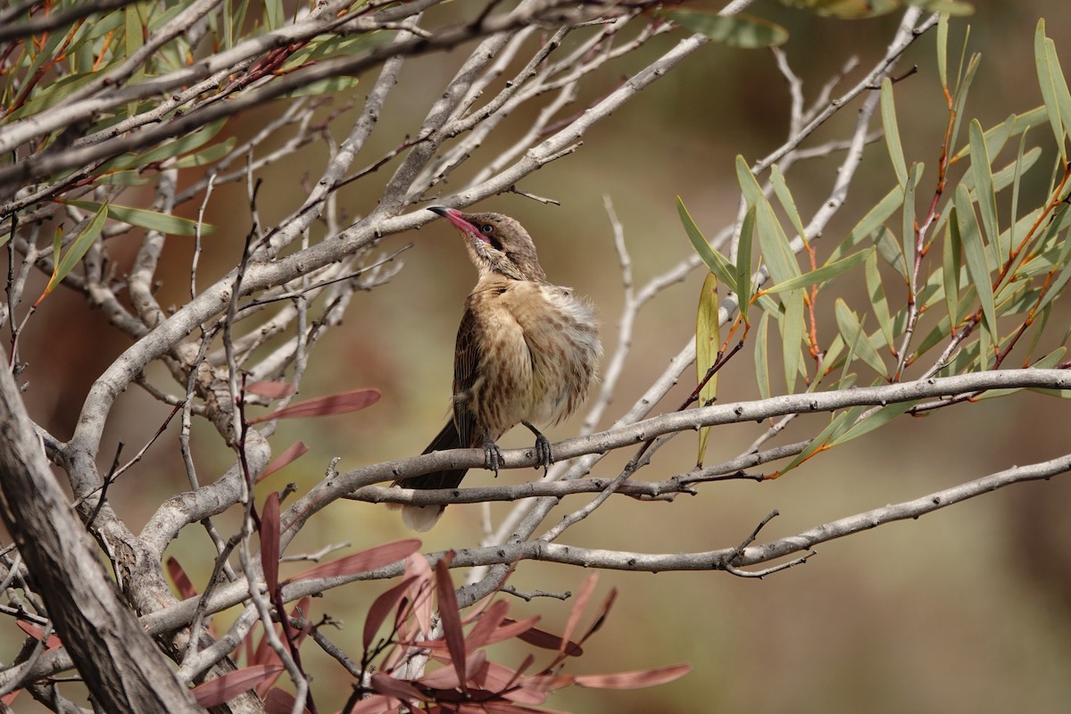 Diken Yanaklı Balkuşu - ML646297478