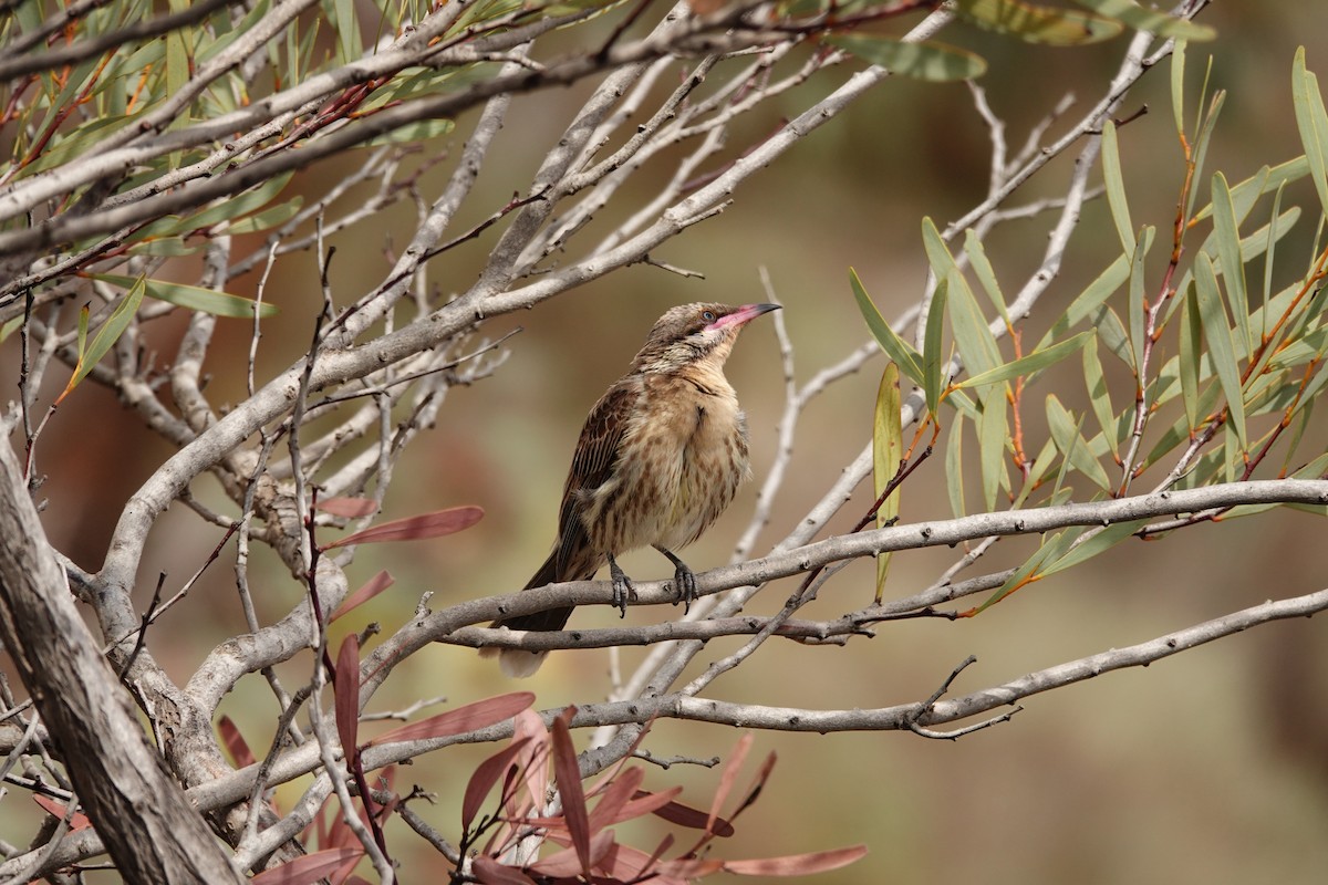 Diken Yanaklı Balkuşu - ML646297479