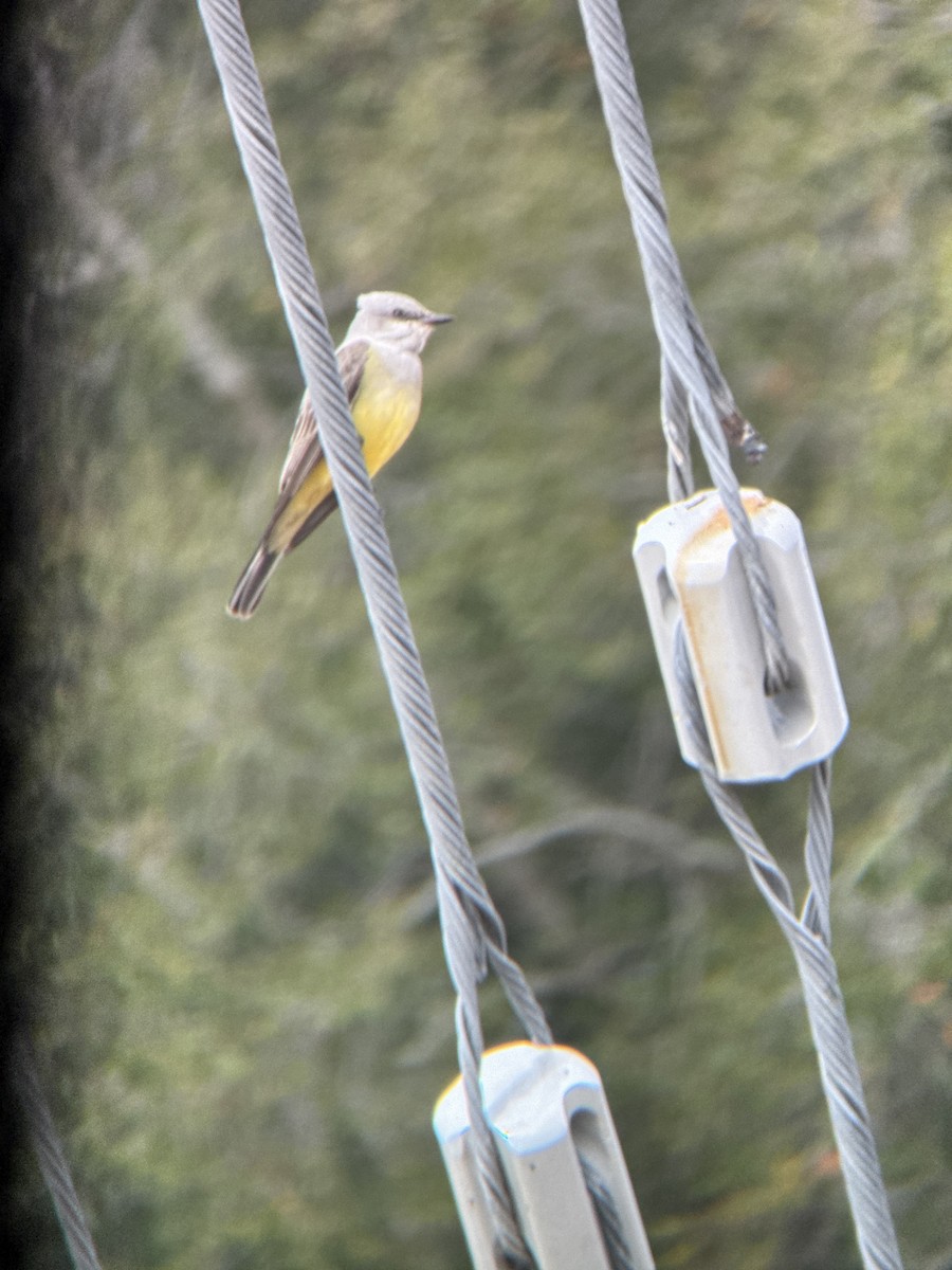 Western Kingbird - ML646297482