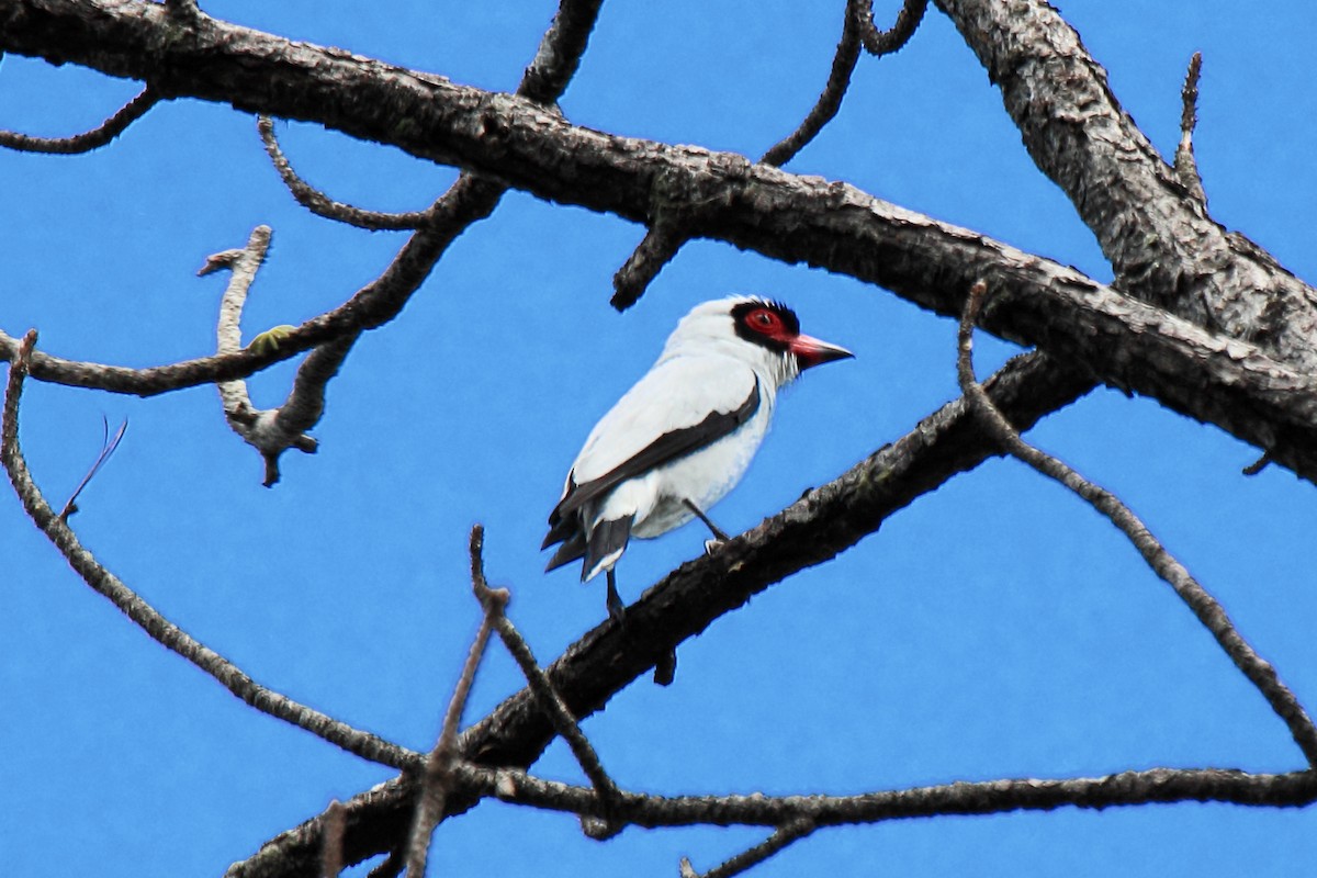 Masked Tityra - ML646297491