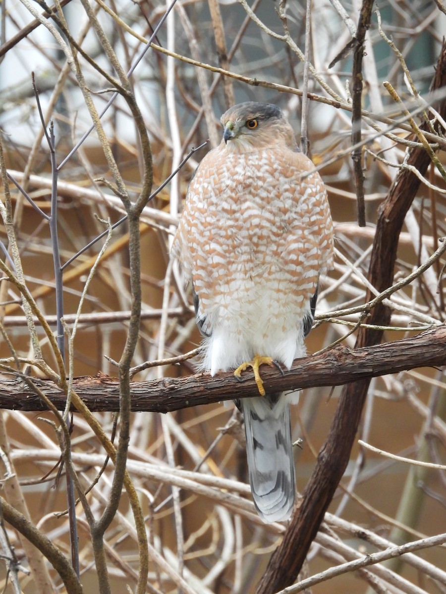Cooper's Hawk - ML646297492