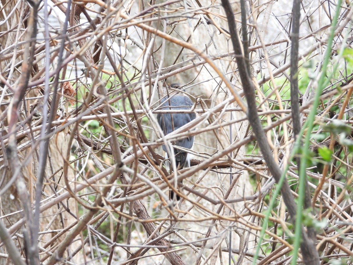 Cooper's Hawk - ML646297493