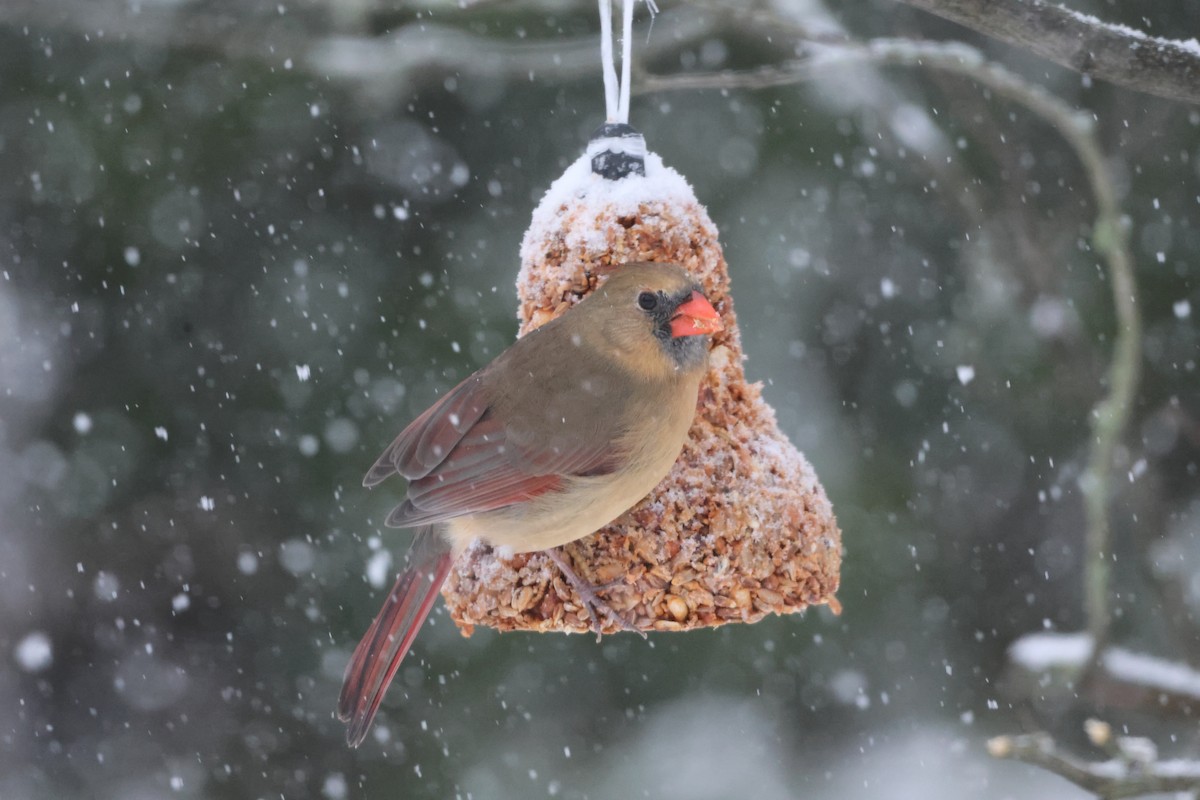 Northern Cardinal - ML646297494