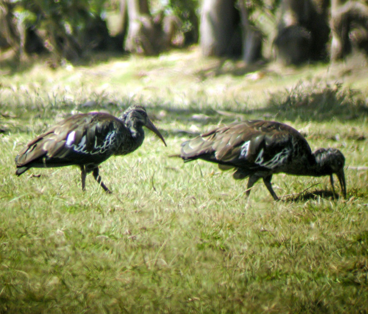 Wattled Ibis - ML646297496