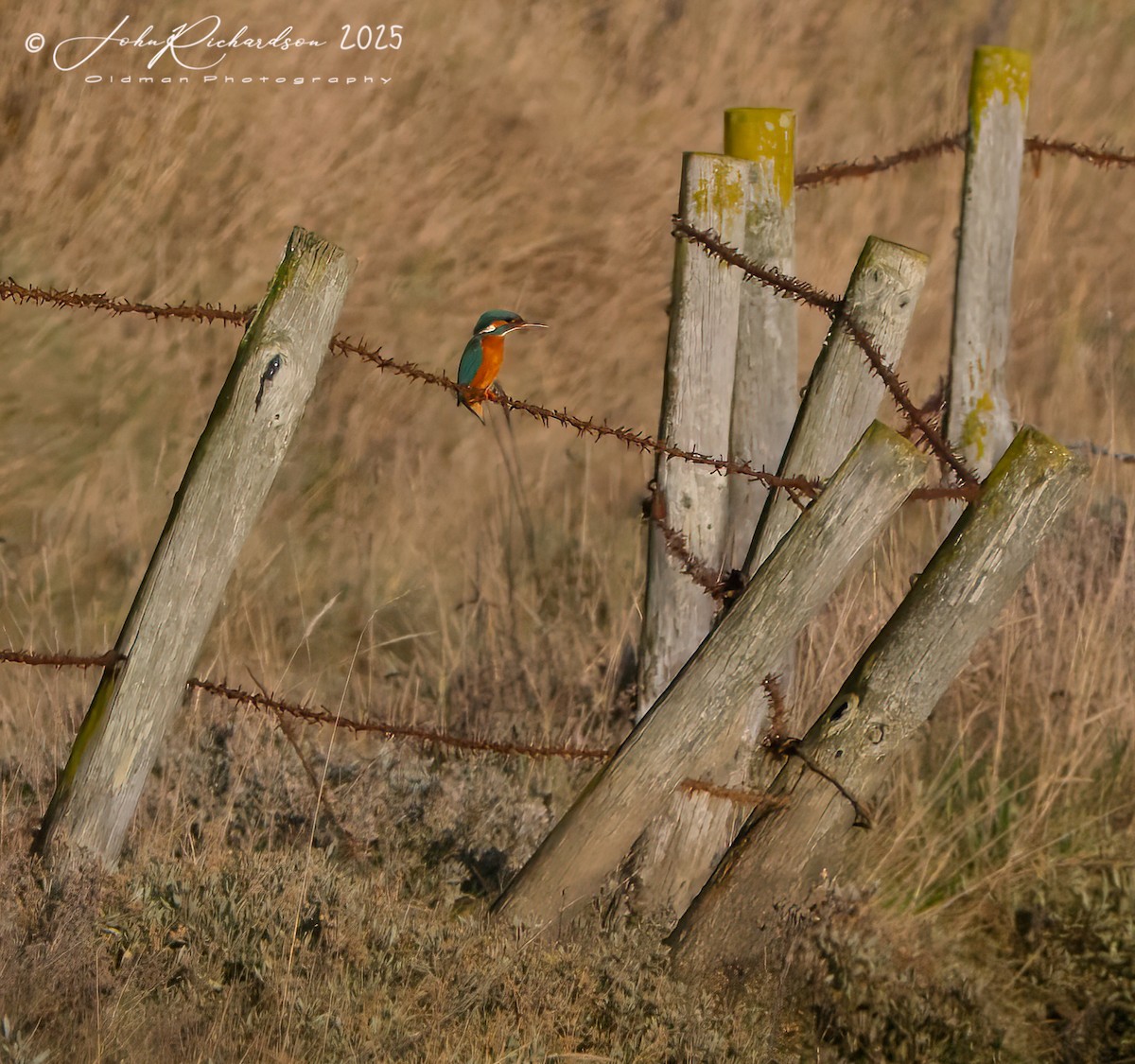 Common Kingfisher - ML646297497