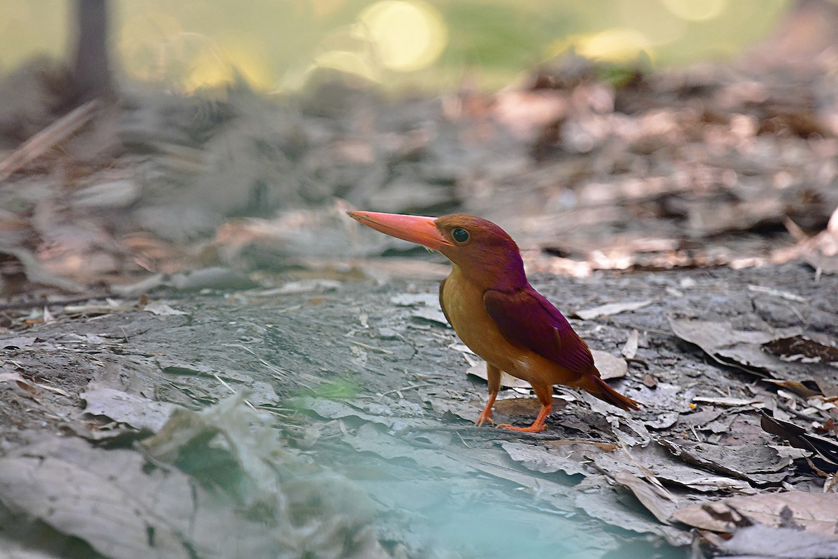 Ruddy Kingfisher - ML646297498