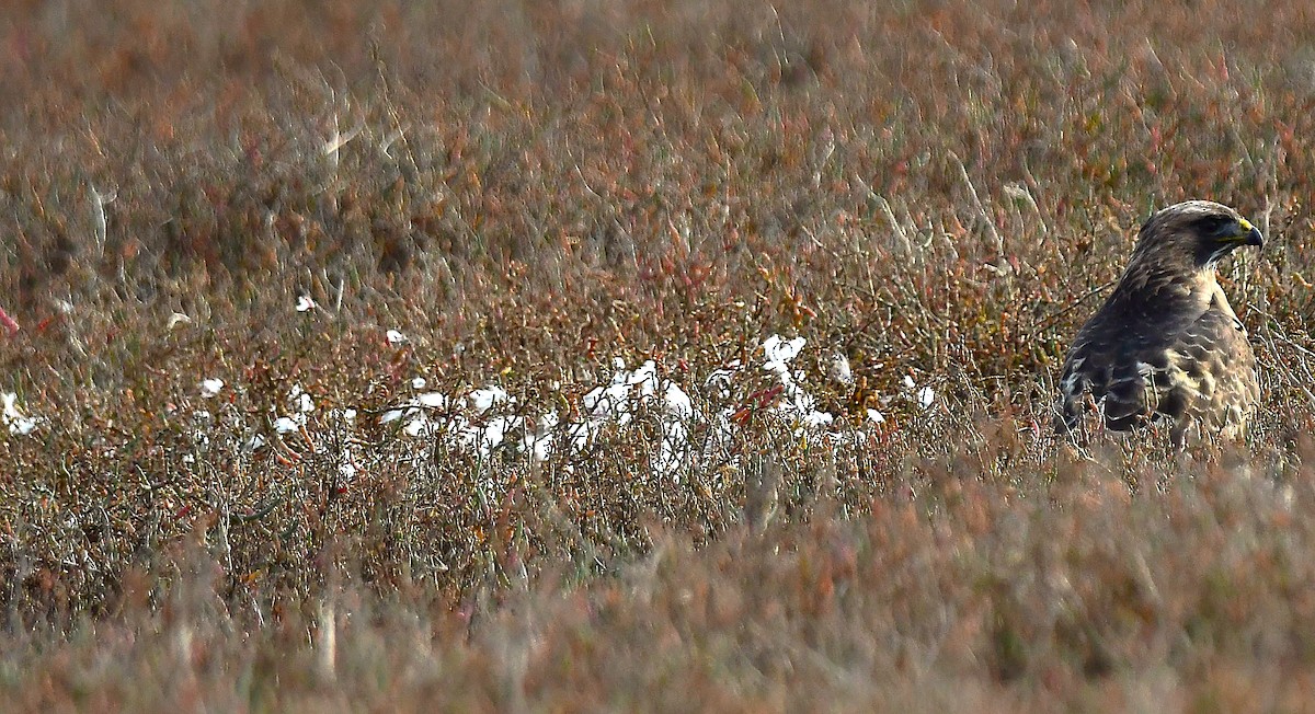 Red-tailed Hawk - ML646297499
