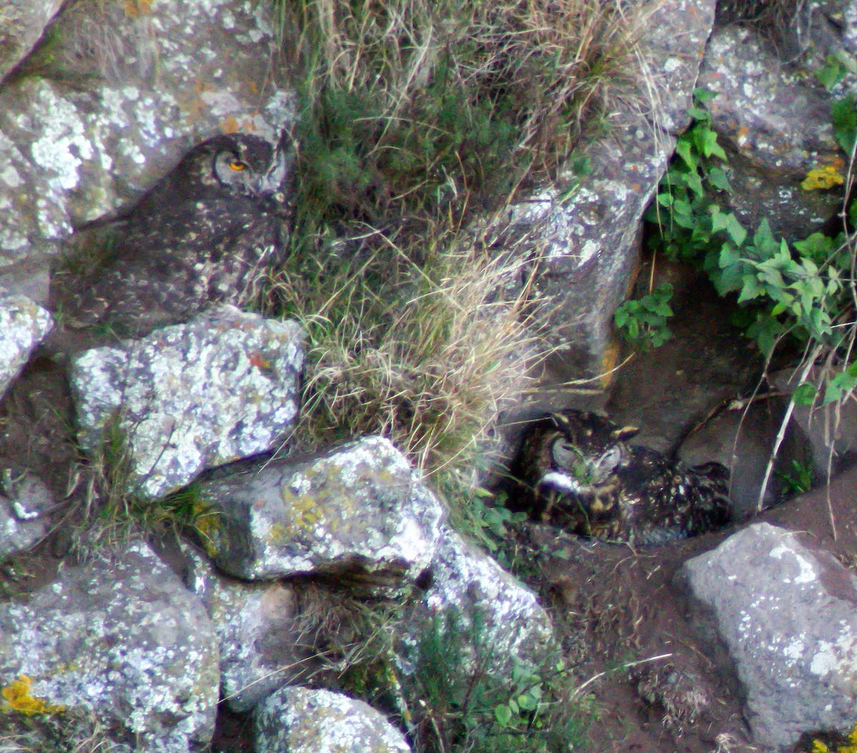 Cape Eagle-Owl - ML646297501