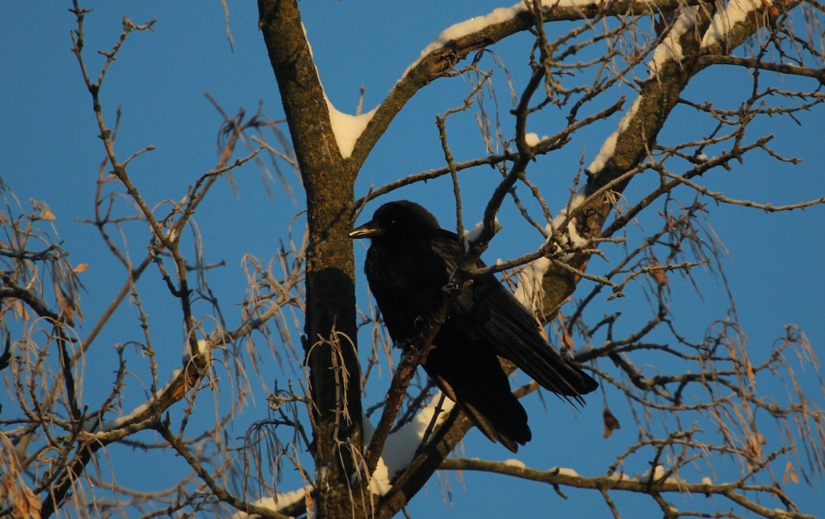 American Crow - ML646297502