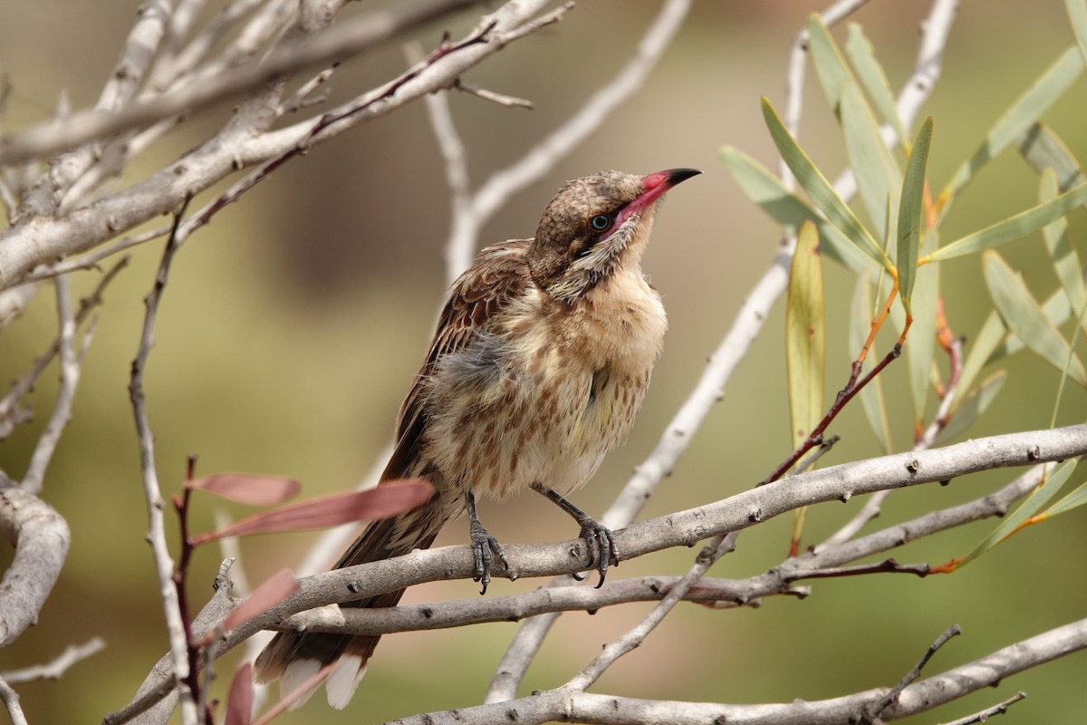 Diken Yanaklı Balkuşu - ML646297504