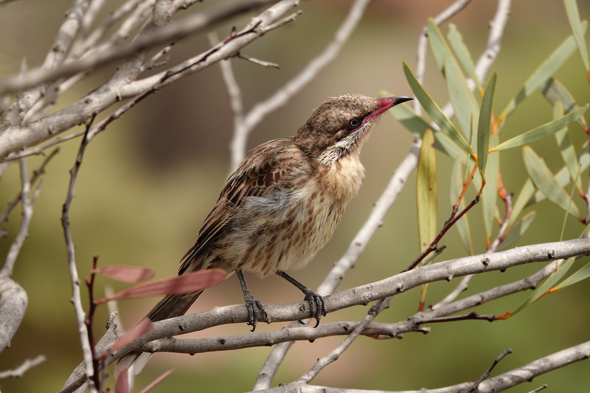 Diken Yanaklı Balkuşu - ML646297505