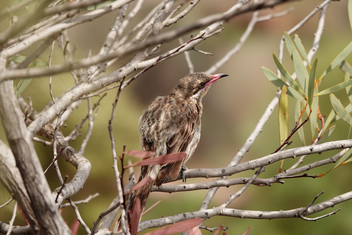 Diken Yanaklı Balkuşu - ML646297506