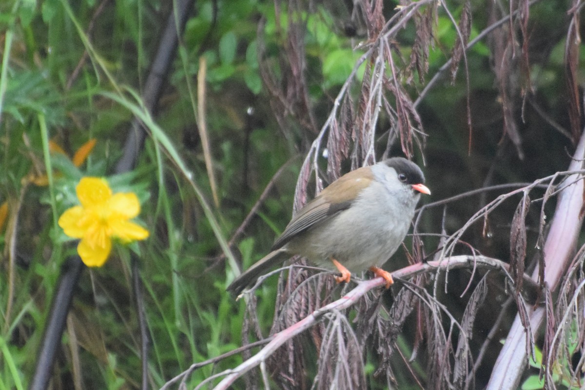 Bush Blackcap - ML646297507