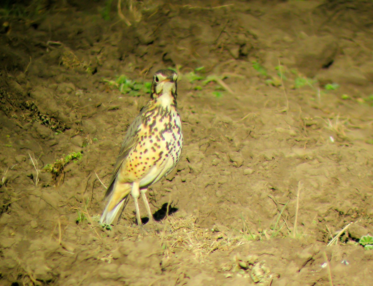 Ethiopian Thrush - ML646297510