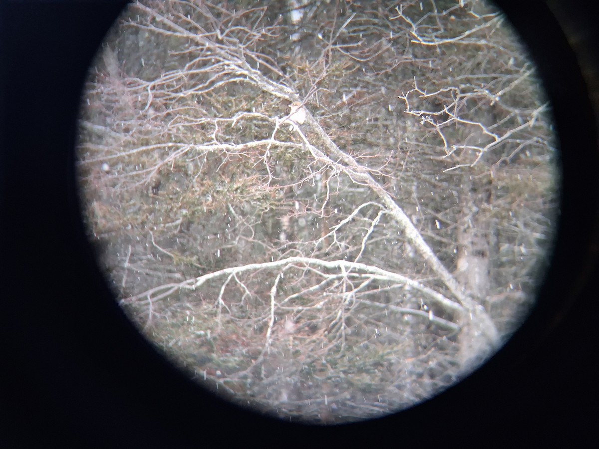 Alcaudón Boreal - ML646297511