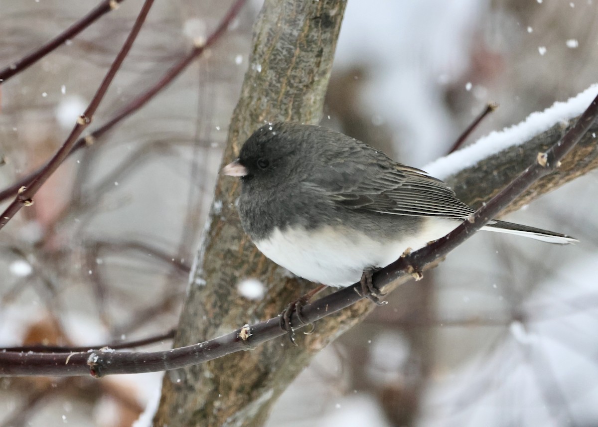 Dark-eyed Junco (Slate-colored) - ML646297517