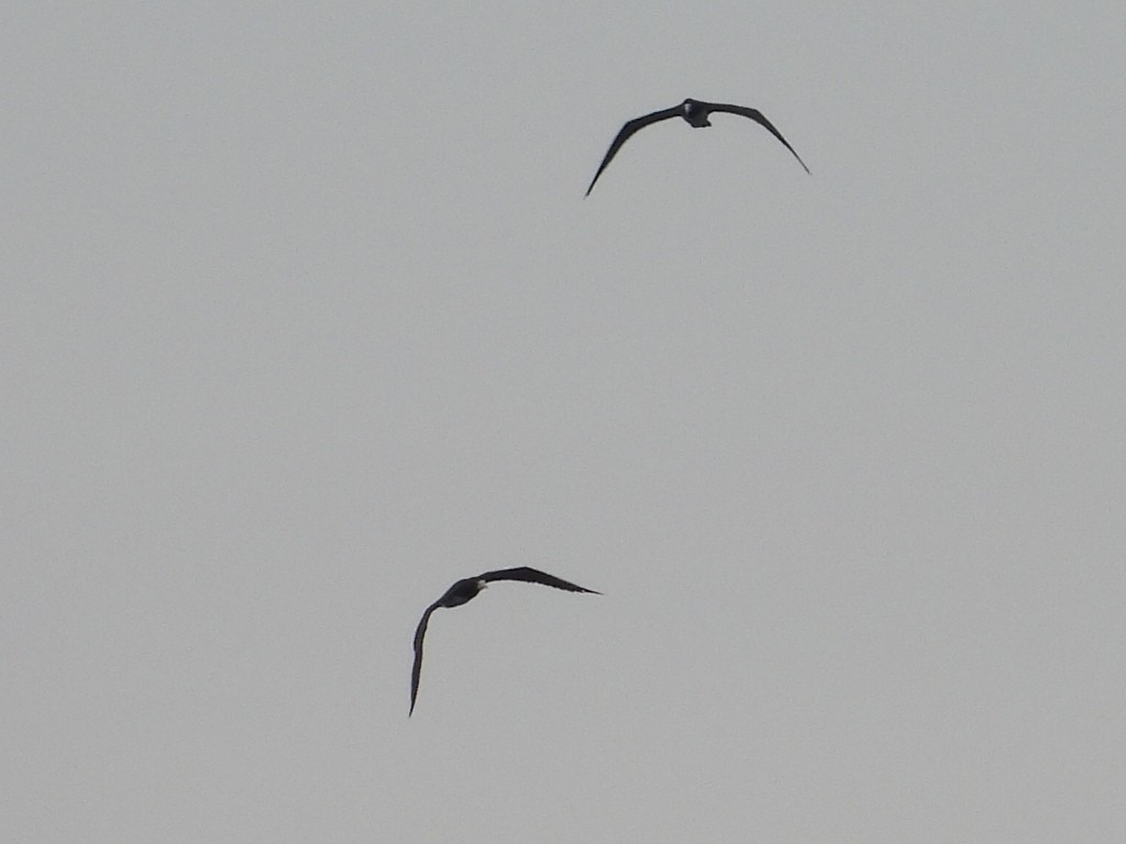 terej žlutonohý - ML646297518