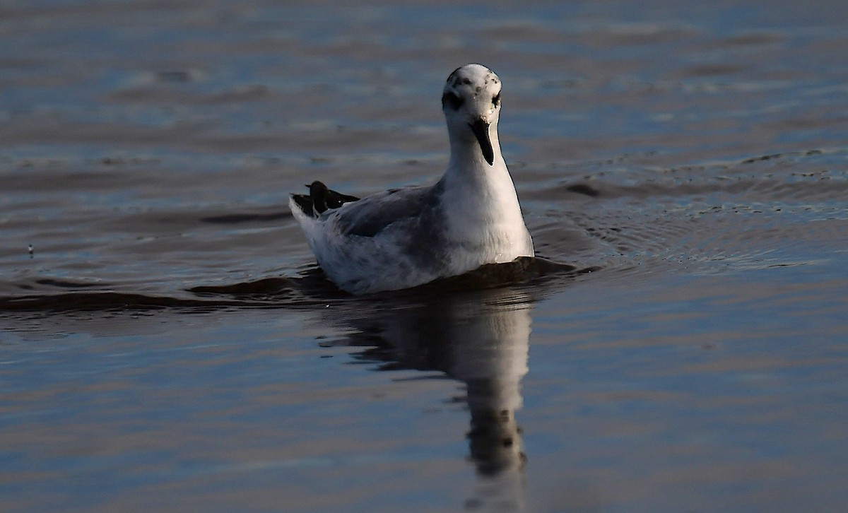 Red Phalarope - ML646297529