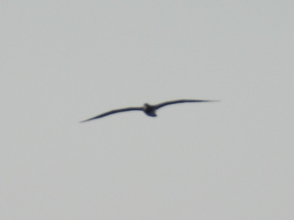 terej žlutonohý - ML646297544