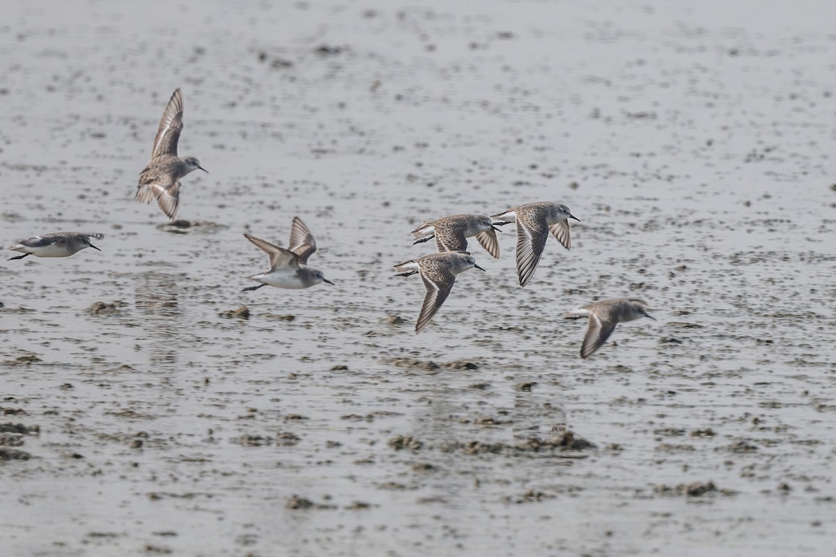 Little Stint - ML646297545