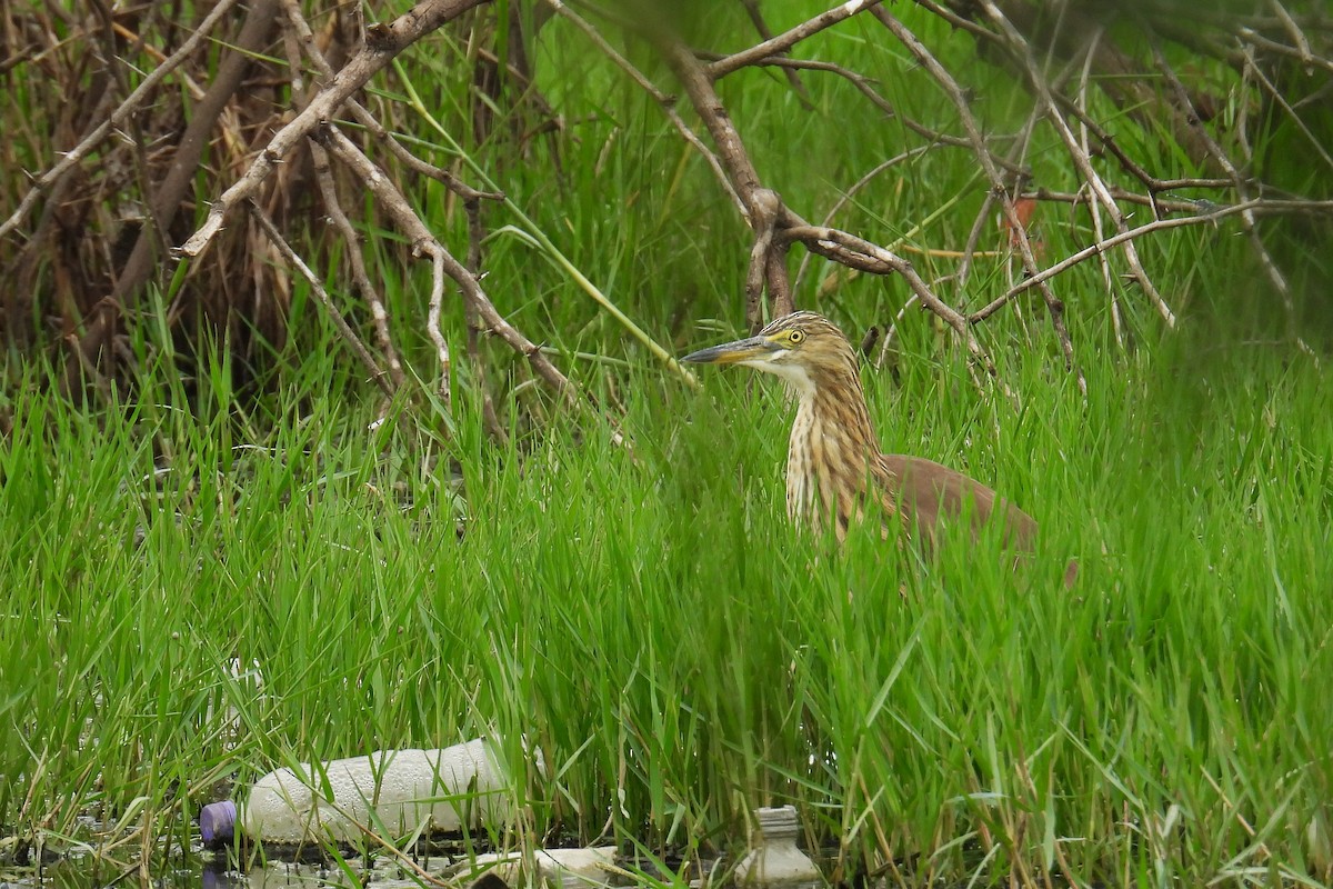 Indian Pond-Heron - ML646297559