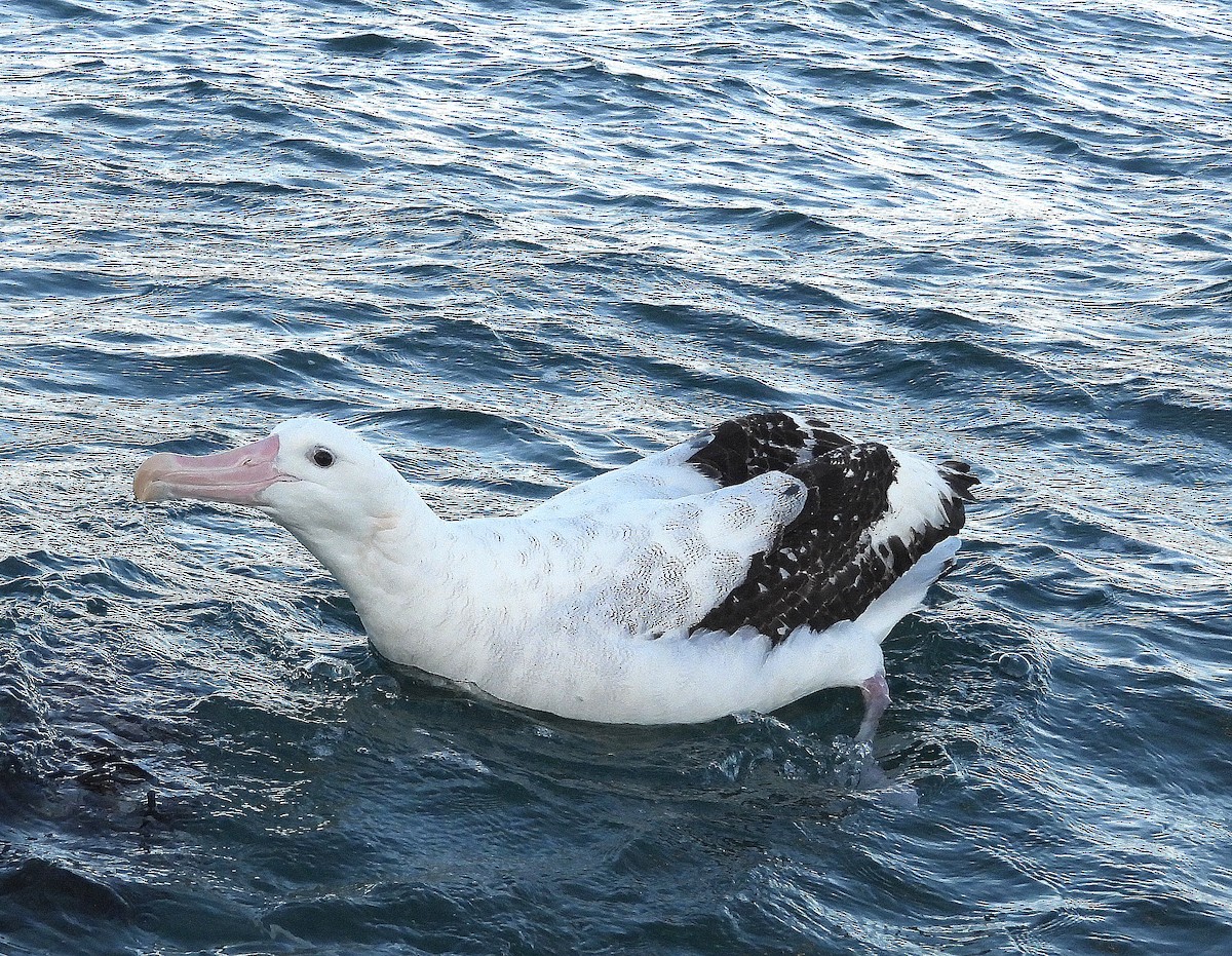 Antipodean Albatross (Gibson's) - ML646297560