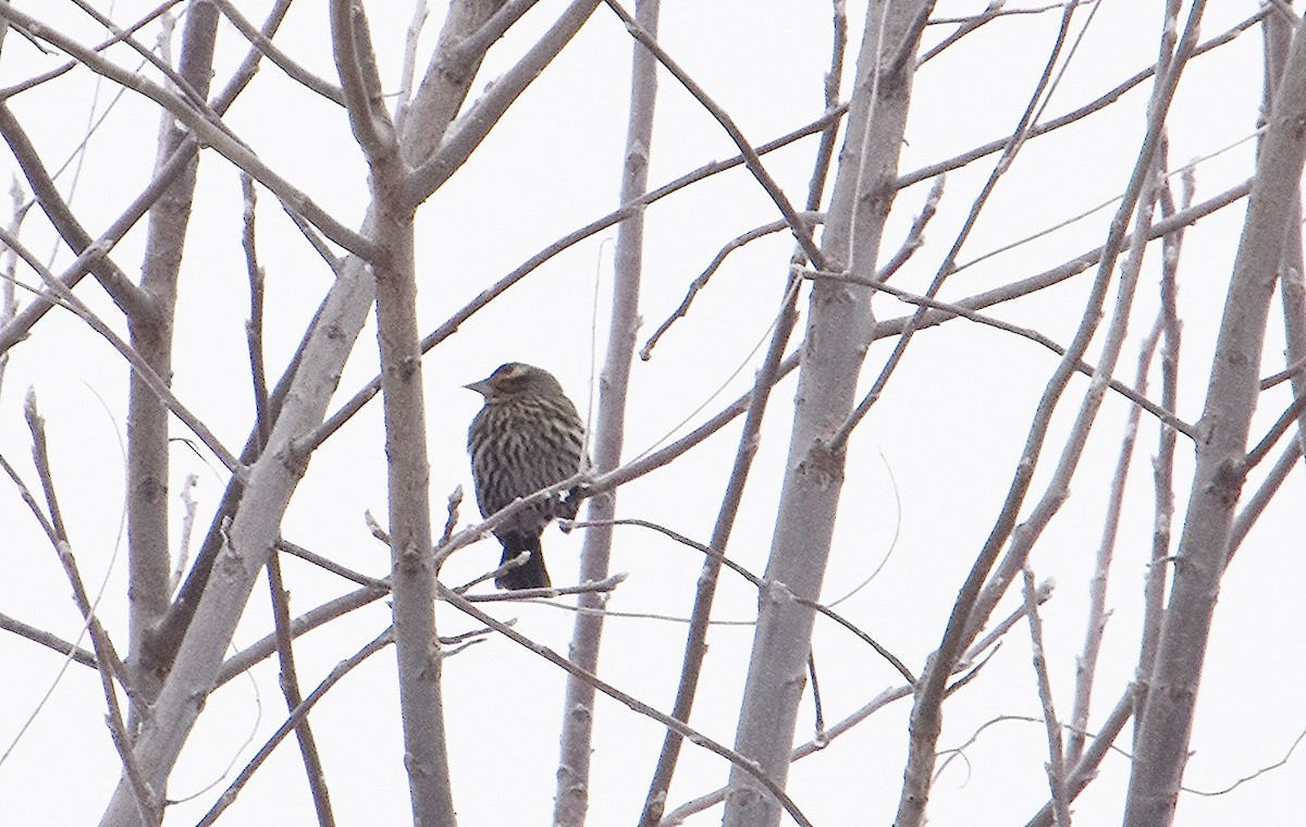 Red-winged Blackbird - ML646297568