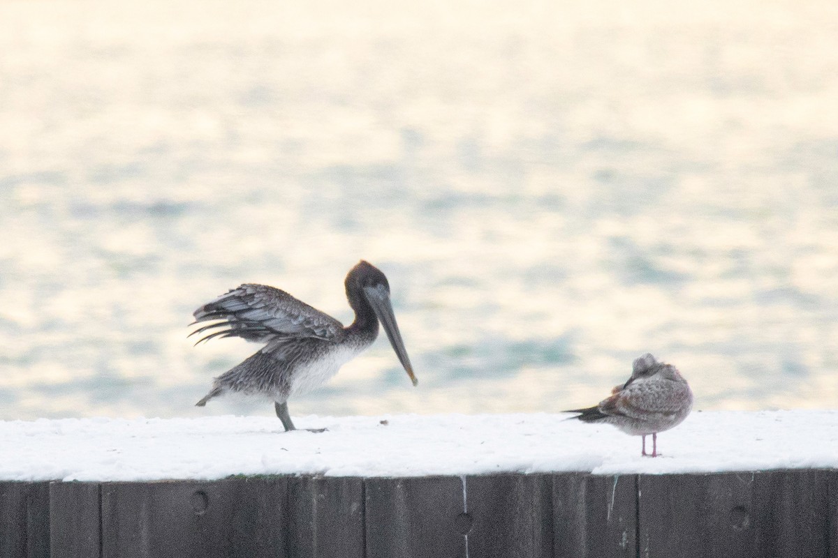 Brown Pelican - ML646297569