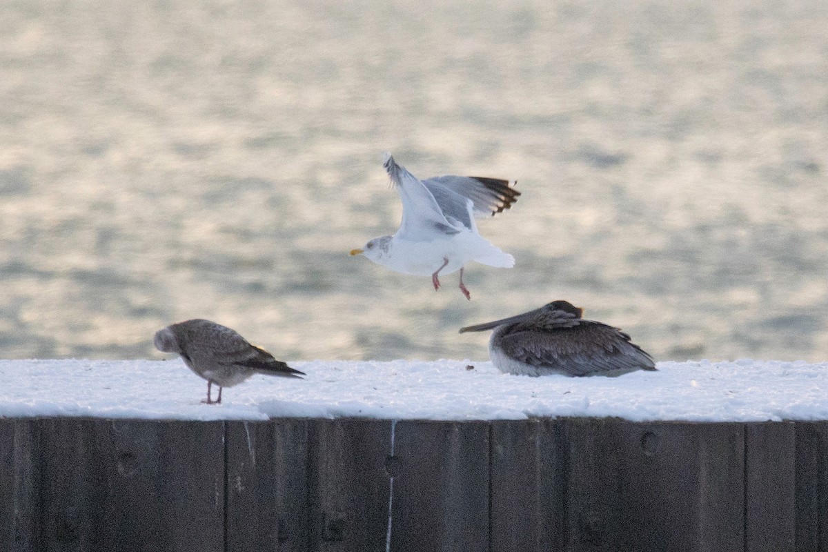 Brown Pelican - ML646297570