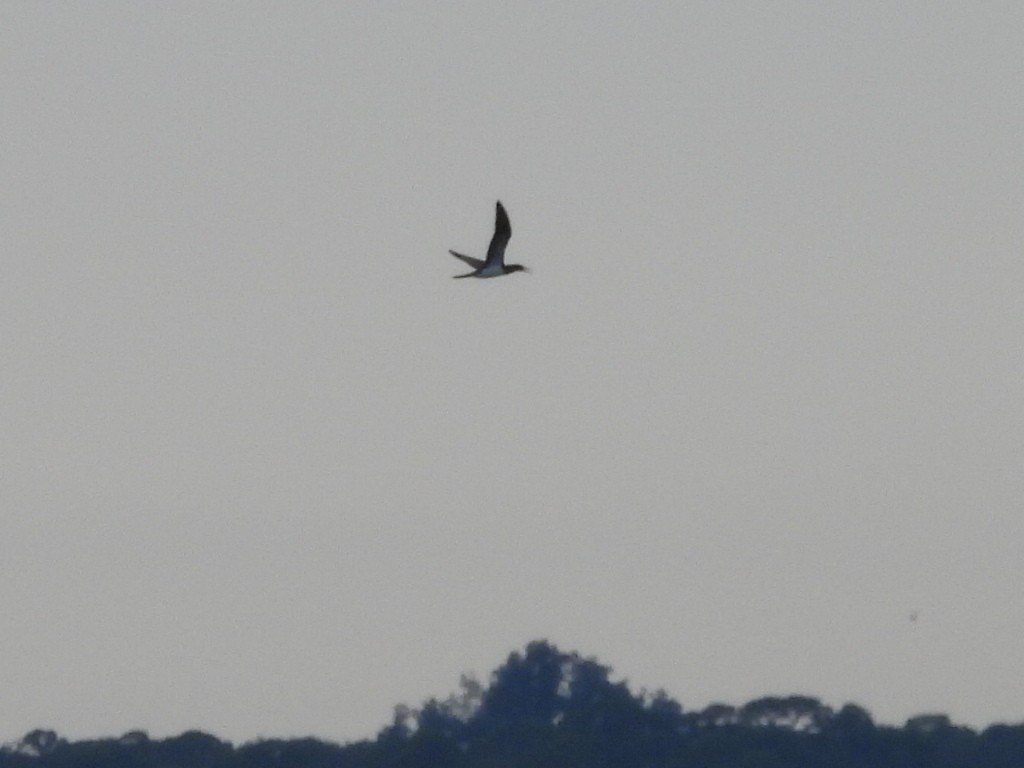 terej žlutonohý - ML646297571